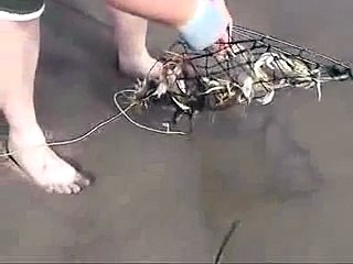 The best funny of 2016 Funny Videos Catching crabs by chicken thighs 2015