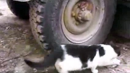 The best funny of 2016 Кошки Мышки