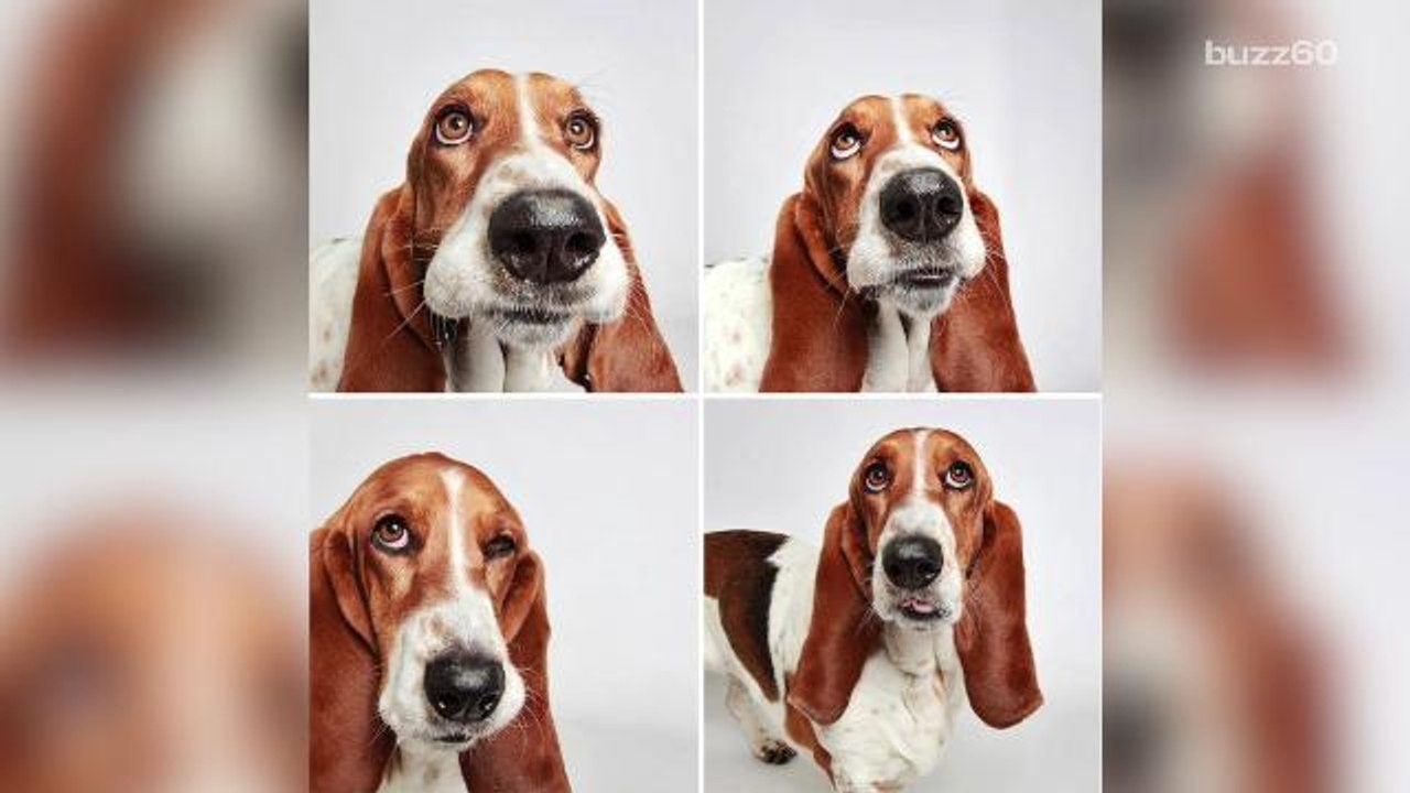 Doggy photoshoot helps shelter dogs get adopted