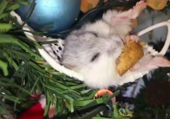 Happy Hamsters Enjoy a Cosy Christmas