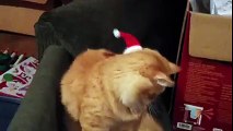 Un chat avec un bonnet de Père Noël