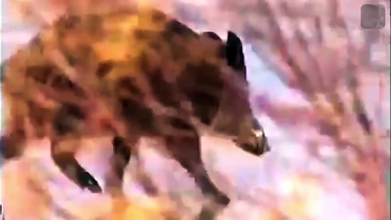 Ржач Конкретный.КАБАН НА ЛЬДУ )))