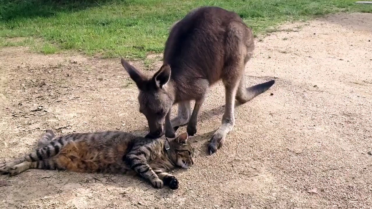 Kangourou et chat se tire la bourre