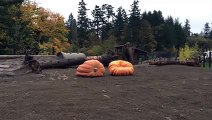 The best funny of 2016 Family of elephants crushed two giant pumpkins!