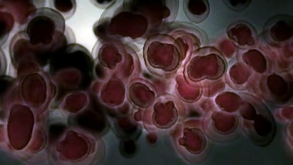 Madonna - Forbidden Love [Confessions Tour Backdrop]