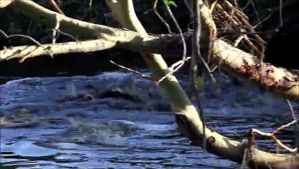 Crocodile Attacks Zebra in Tanzania Serengeti