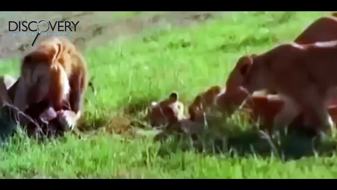 Lion Attack: Lions and Buffalo - Documentaries Films (National Geographic)