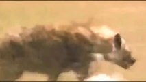 Animals Documentary Hyenas Hunting Wildebeest || Hyenas vs Lions More [National Geographic Full]