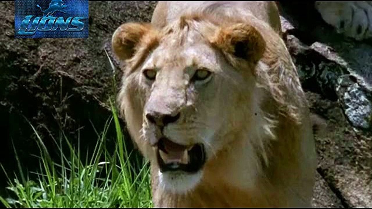 Lion vs Hyena Fight to Death - Lions fighting to death