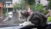 The best funny of 2016 Funny Videos Cat trying to catch wipers from the inside car 2015