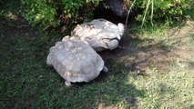 Una tortuga salva a su compañera tendida de espaldas