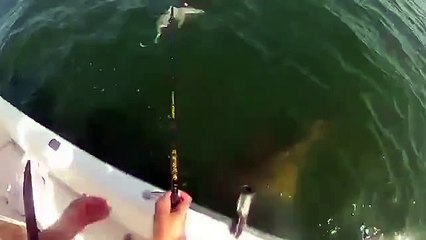 Un poisson vient manger la proie d'un pêcheur