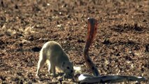NEW 2015_ Mongoose Attack Cobra Snake incredible Fighting Video - 코브라 전투 대 몽구스 - Video HD