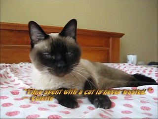 Time spent with a cat never wasted
