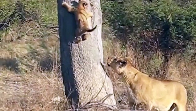 Смотреть бесплатно Вот это встреча – смотреть онлайн видео «