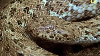 Muqabla sanp or chipkali ka snake vs lizard