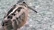 dance bird funny 2016 clip (Amazon songs & clips)