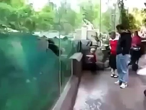 دولفين يلعب مع طفل صغير في قمه الروعه