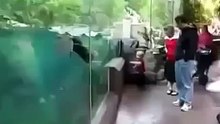 دولفين يلعب مع طفل صغير في قمه الروعه