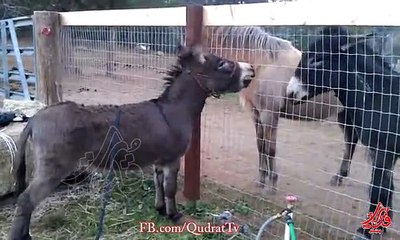 Funniest mini donkey
