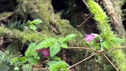 Barbara Hills - Dark And Sleepy Forest (Moon and Shadows) 2014