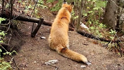 Red Fox Mother and Her Baby Kits Playing