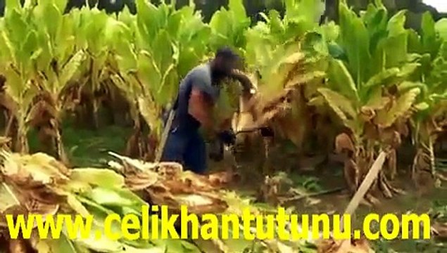 Adıyaman tütünü Ekimi, Tütün kıyılması ve Çelikhan tütünü hasadı