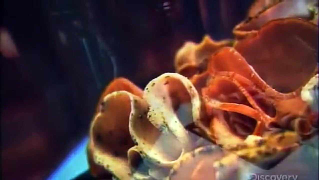 How its made Poultry Deli Meats HD