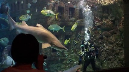 اطعام سمك القرش مثير تصوير HD shark