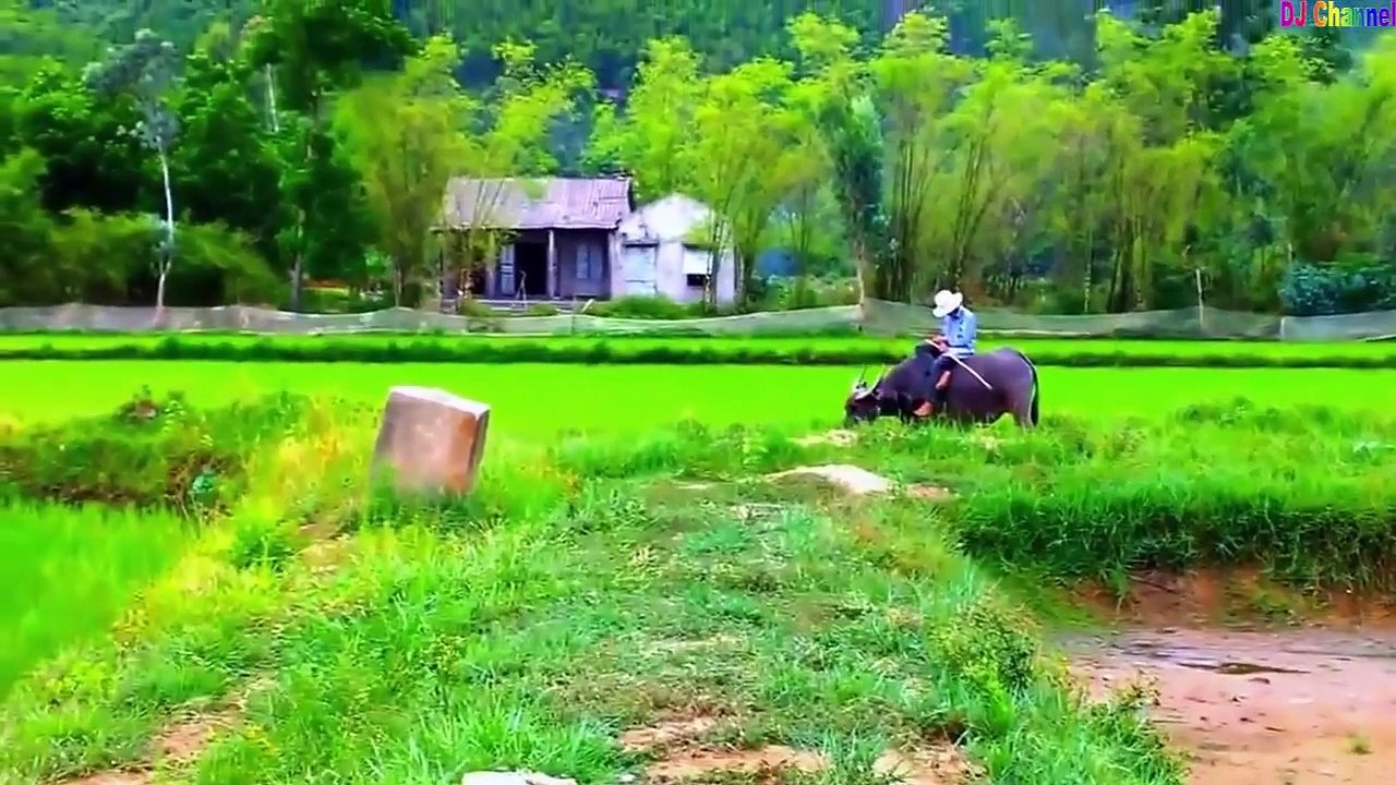 Con Gà Gáy Le Te ♫ Ca nhạc thiếu nhi