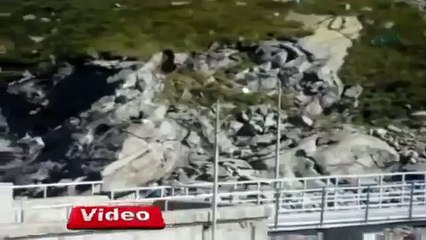 Ölüme meydan okuyan keçiler - YEDİBAHAR