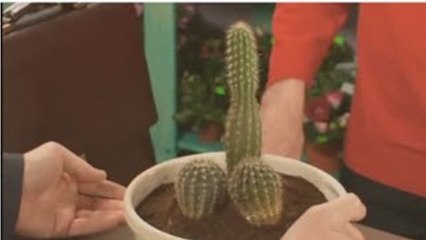 ЦВЕТЫ ДЛЯ ТЕЩИ ДАБЫ ВЫРАЗИТЬ ОТНОШЕНИЕ