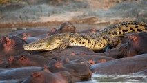 O Lado Negro dos Crocodilos