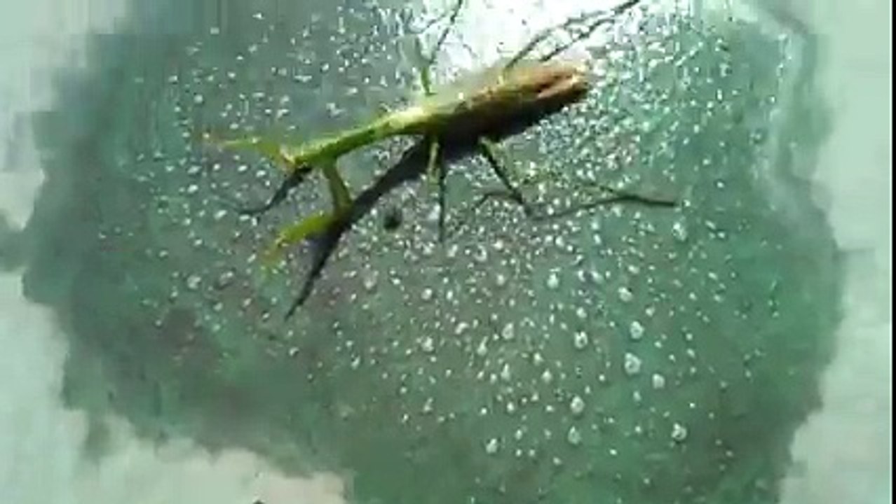 Peygamber Devesinin İçinden Çıkan İlginç Yaratık...