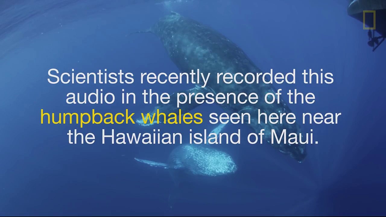 Is This the Sound of a Whale in Love?