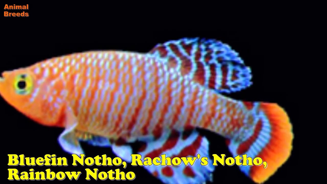 Common Types of Freshwater Aquarium Fish Animals World