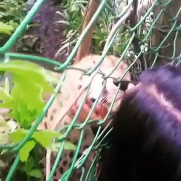 Cheetah purrs just like a little kitten