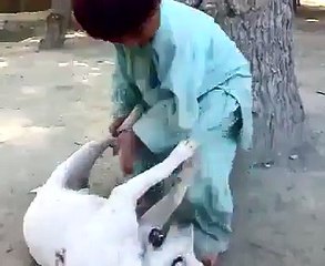 Spy Ghareeb Ye Sam Tang Ko || Dog Playing with Kids