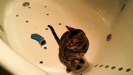 Cat in shock. Кот в шоке - в джакузи сработала продувка