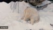 Video Of Polar Bears' Reaction To Surprise Snow Goes Viral