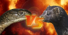 Mink vs attacks Cobra Animal Fight Videos 2015