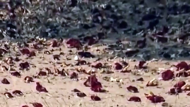 Disocvery Wild Leopard documentary film LEOPARDS´S RISKS discovery channel animals in Hindi