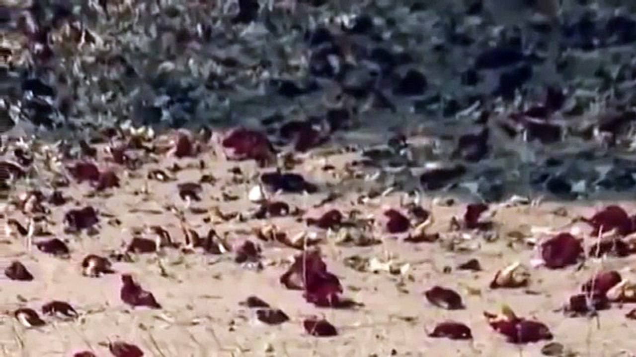 Disocvery Wild Leopard documentary film LEOPARDS´S RISKS discovery channel animals in Hindi