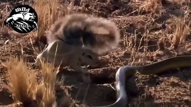 wild animals fighting to death - snake vs mongoose slow motion - wildlife animals attack