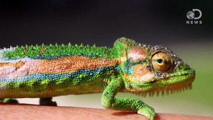 Just How Large Is The Black Market Wildlife Trade?