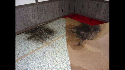 Mold Testing Oviedo ☎ 407-218-5862