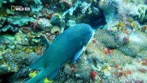 [Nat Geo Wild HD] Australias Deadliest Shark Coast HD (Nature Documentary)