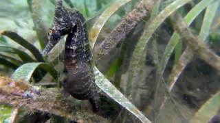 Wild seahorse birth caught on camera