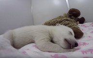 This Polar Bear Dreaming Is What Dreams Are Made Of