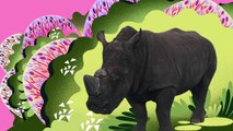 Animal Songs-He's a Rhino★Nursery rhymes for children